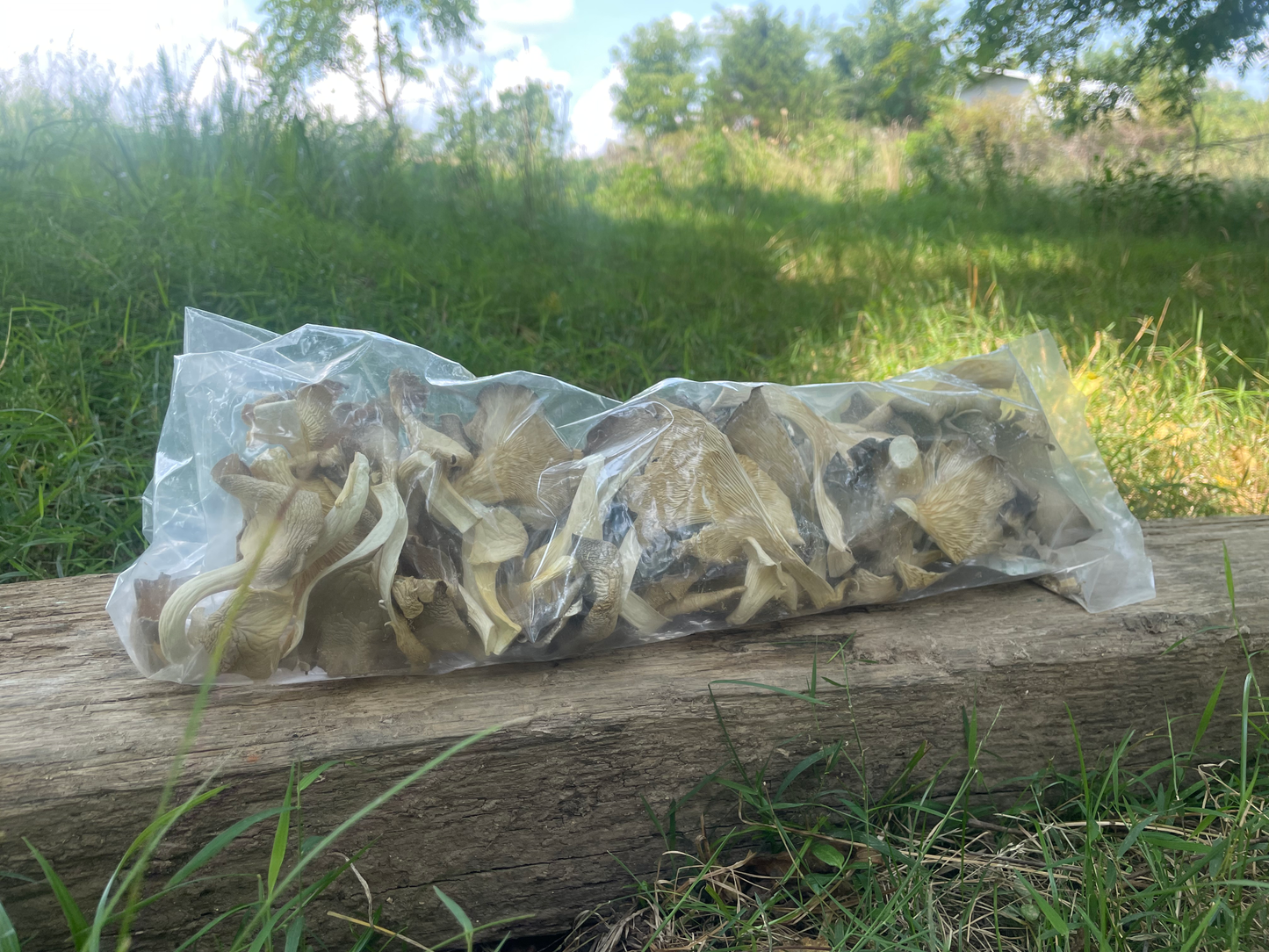 Dehydrated Italian Oyster Mushrooms 3oz