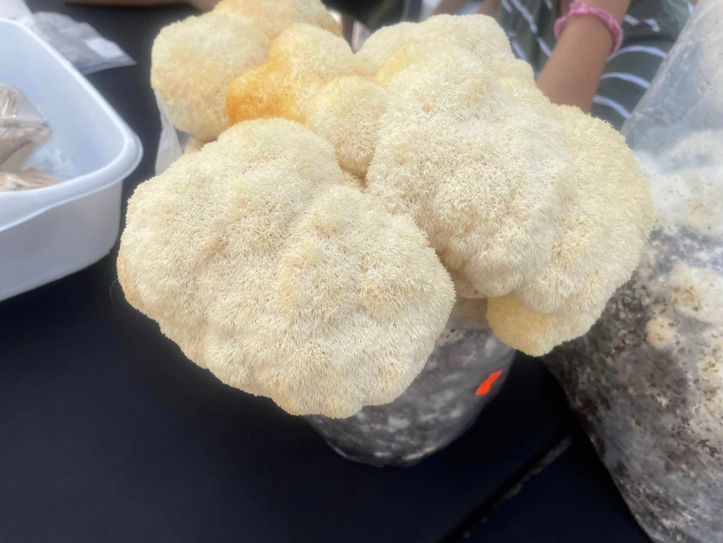 10lb Lions mane growing block