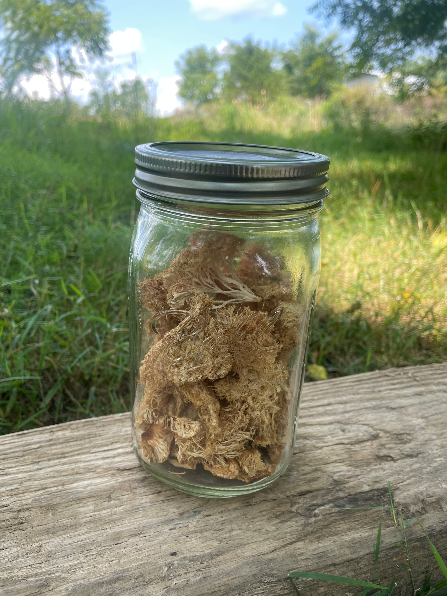 Dehydrated Lions Mane 1oz