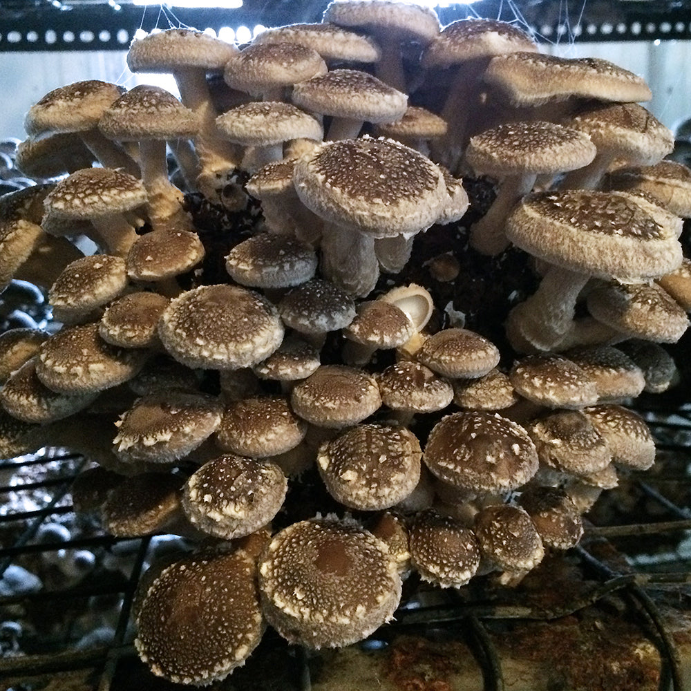 10lb Shiitake growing block